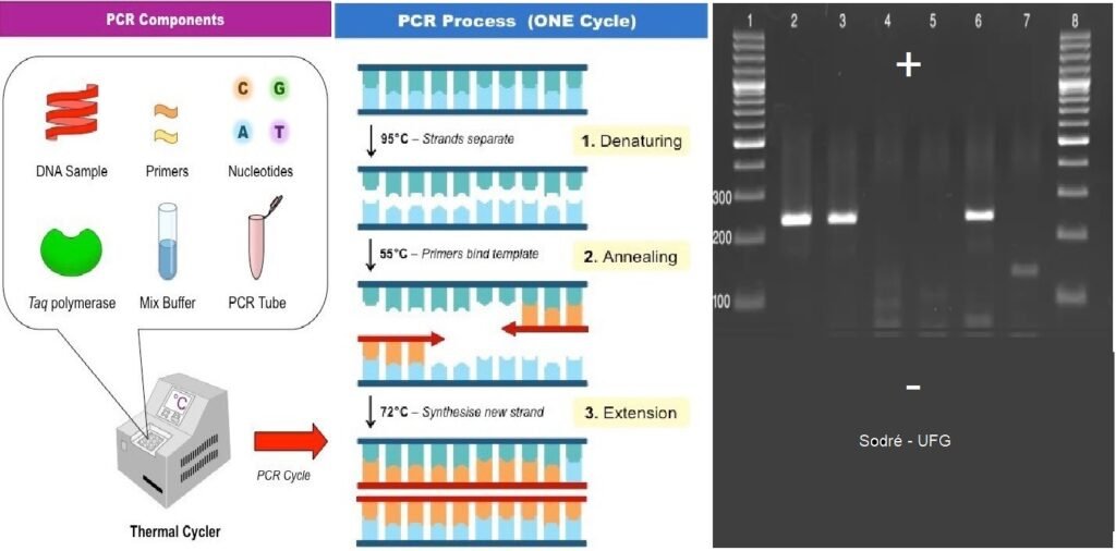 Diagnóstico Molecular